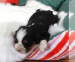 Small Photo #14 Cavalier King Charles Spaniel Puppy For Sale in CARLISLE, KY, USA