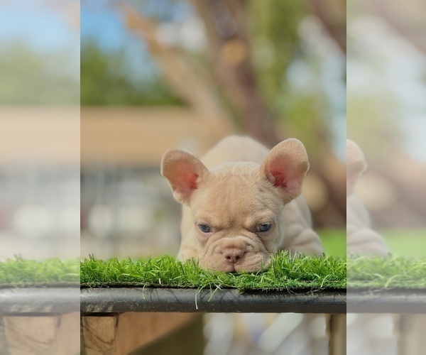 Medium Photo #6 French Bulldog Puppy For Sale in CORPUS CHRISTI, TX, USA