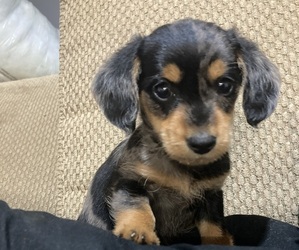 Dachshund-Poodle (Toy) Mix Puppy for sale in GLEN ROCK, PA, USA
