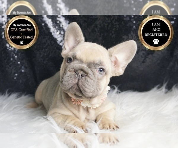Medium Photo #29 French Bulldog Puppy For Sale in WARSAW, IN, USA