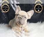 Small Photo #29 French Bulldog Puppy For Sale in WARSAW, IN, USA