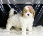 Small #3 Maltipoo