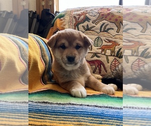 Shiba Inu Puppy for sale in GARDEN GROVE, CA, USA