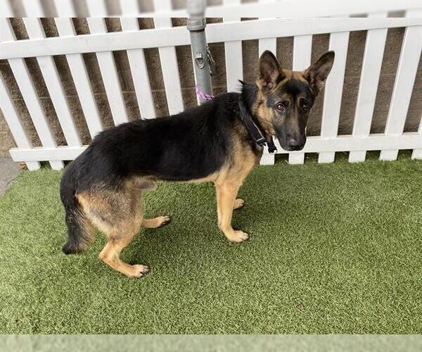 Medium Photo #1 German Shepherd Dog Puppy For Sale in Modesto, CA, USA