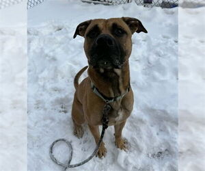 German Shepherd Dog-Unknown Mix Dogs for adoption in Center Township, PA, USA