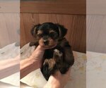 Small Photo #4 Yorkshire Terrier Puppy For Sale in BUNNELL, FL, USA