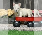 Small #2 West Highland White Terrier