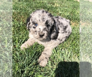 Saint Berdoodle Puppy for sale in MEQUON, WI, USA
