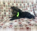 Small #7 Schnauzer (Miniature)