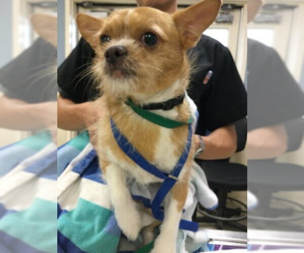 Medium Photo #1 Chihuahua-Unknown Mix Puppy For Sale in Riverside, CA, USA