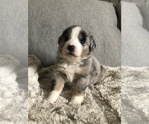 Australian Mountain Dog Puppy for sale in WAYLAND, MI, USA