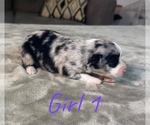 Puppy Girl 1 Australian Shepherd