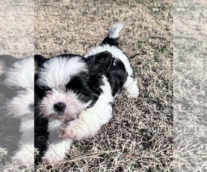 Shih Tzu Puppy for sale in LENOIR, NC, USA
