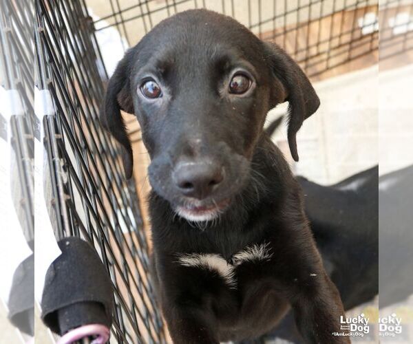 Medium Photo #2 Labrador Retriever-Retriever  Mix Puppy For Sale in Washington, DC, USA