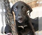 Small Photo #2 Labrador Retriever-Retriever  Mix Puppy For Sale in Washington, DC, USA
