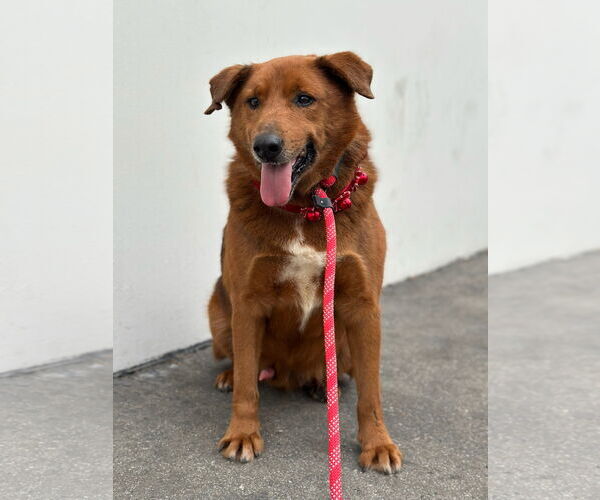 Medium Photo #1 Retriever -Unknown Mix Puppy For Sale in Newport Beach, CA, USA