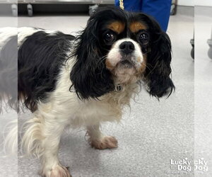 Cavalier King Charles Spaniel-Unknown Mix Dogs for adoption in Washington, DC, USA