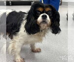 Small Cavalier King Charles Spaniel Mix