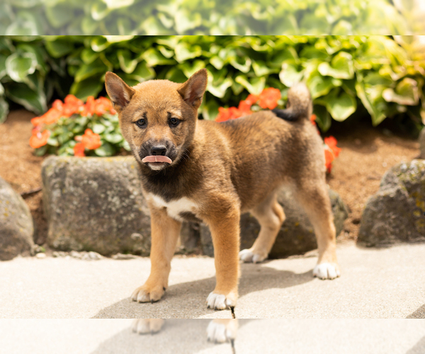 Medium Photo #4 Shiba Inu Puppy For Sale in MILLERSBURG, IN, USA