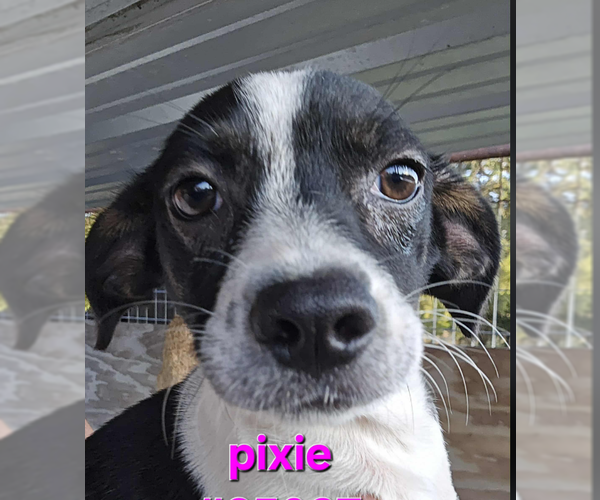 Medium Photo #2 Chihuahua-Unknown Mix Puppy For Sale in Cranston, RI, USA