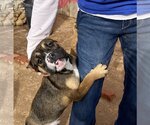 Small #11 Bulldog