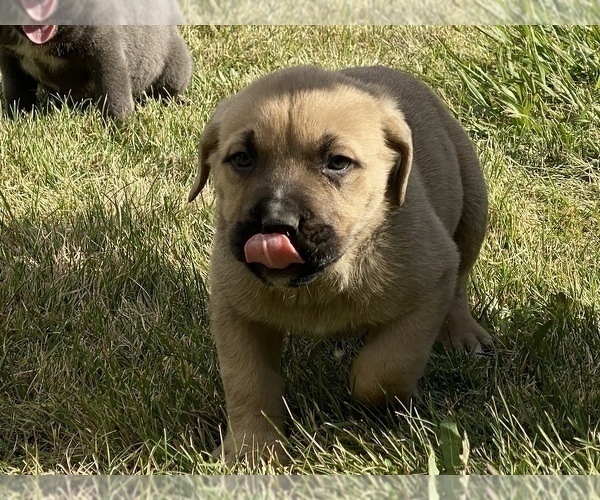 Medium Photo #35 Cane Corso Puppy For Sale in BELGRADE, MT, USA