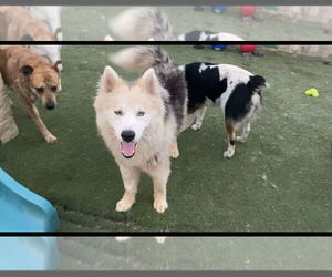 Siberian Husky Dogs for adoption in Newport Beach, CA, USA