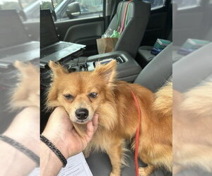 Chowpom Dogs for adoption in Houston, TX, USA