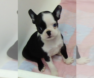 Boston Terrier Puppy for sale in CRKD RVR RNCH, OR, USA
