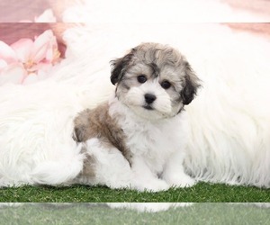 Zuchon Puppy for sale in MARIETTA, GA, USA