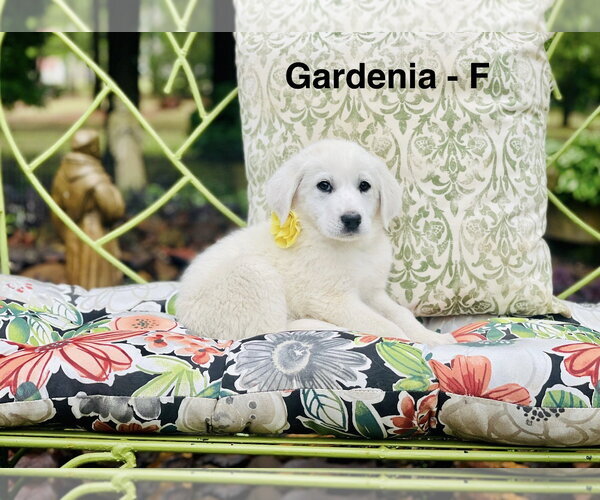 Medium Photo #1 Labrenees Puppy For Sale in Rockaway, NJ, USA