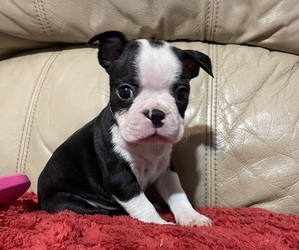 Boston Terrier Puppy for sale in BRISTOL, VA, USA