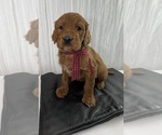Puppy CASH Goldendoodle