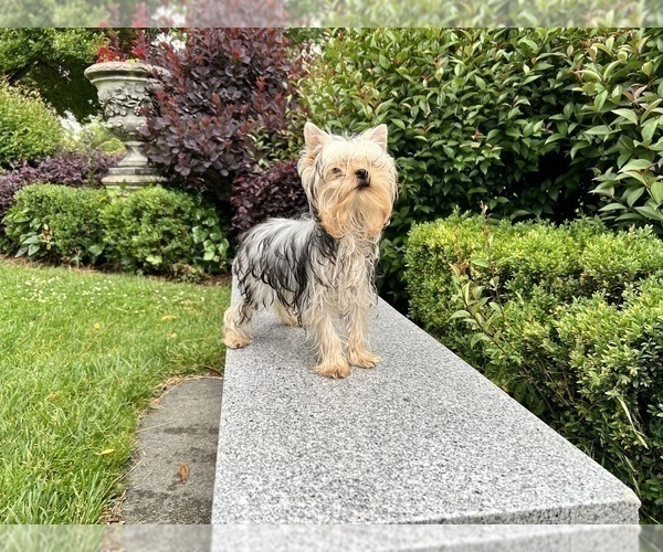 Medium Photo #12 Yorkshire Terrier Puppy For Sale in HAYWARD, CA, USA