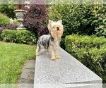 Small #11 Yorkshire Terrier