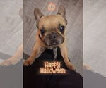 Small #5 French Bulldog