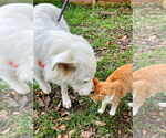 Small #8 Great Pyrenees