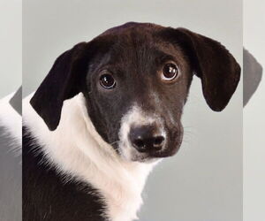 Beagle-Border Collie Mix Dogs for adoption in Sheridan, CO, USA