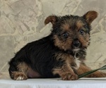 Small Photo #31 Yorkshire Terrier Puppy For Sale in GOSHEN, IN, USA