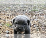 Small Photo #5 Cane Corso Puppy For Sale in BELGRADE, MT, USA