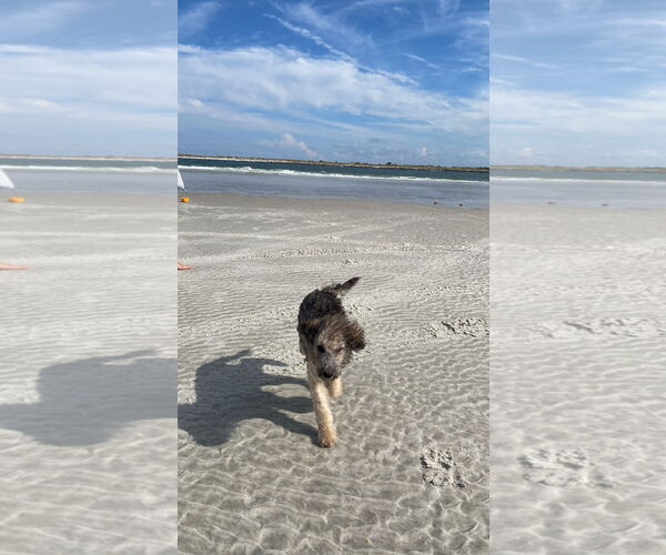 Medium Photo #2 Poodle (Miniature) Puppy For Sale in Valrico, FL, USA