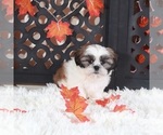 Small #4 Shih Tzu