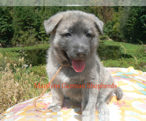 German Shepherd Dog Puppy for Sale in PIEDMONT, Missouri USA