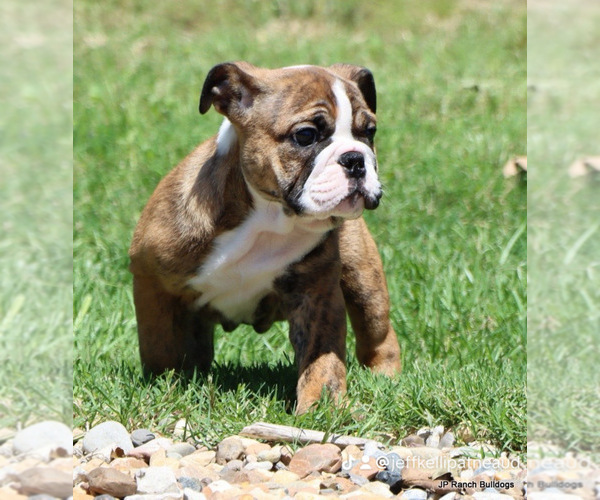 Medium Photo #4 Bulldog Puppy For Sale in WINNSBORO, TX, USA