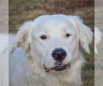 Small Great Pyrenees Mix