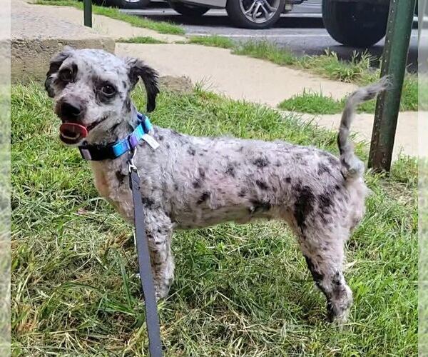 Medium Photo #2 Poodle (Miniature)-Unknown Mix Puppy For Sale in Silver Spring, MD, USA