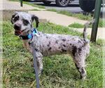 Small #1 Poodle (Miniature) Mix