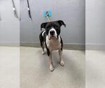 Small American Pit Bull Terrier Mix
