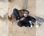 Small Photo #14 Australian Shepherd Puppy For Sale in SAINT MATTHEWS, SC, USA