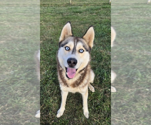 Medium Photo #1 Siberian Husky Puppy For Sale in FORT PLAIN, NY, USA